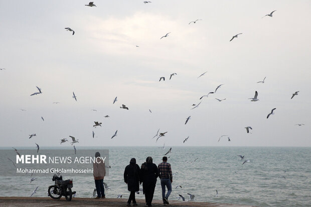 جلوه گری «کاکایی‌ها» در بوشهر گردشگری دریایی، رونق گردشگری ، ساحل بوشهر
