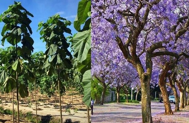 کاشت درخت مهاجم «پائولونیا» در رودسر ممنوع شد