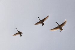 مهاجرت ۵۷ هزار جفت پرنده به جزایر شهرستان دیر