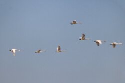 زمستان گذرانی ۳ هزار پرنده مهاجر در «چم شالان» آبدانان
