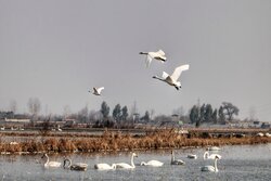 ۵۴ تالاب اردبیل میزبان پرندگان مهاجر/ ۱۷ شکارچی غیرمجاز در اردبیل دستگیر شدند