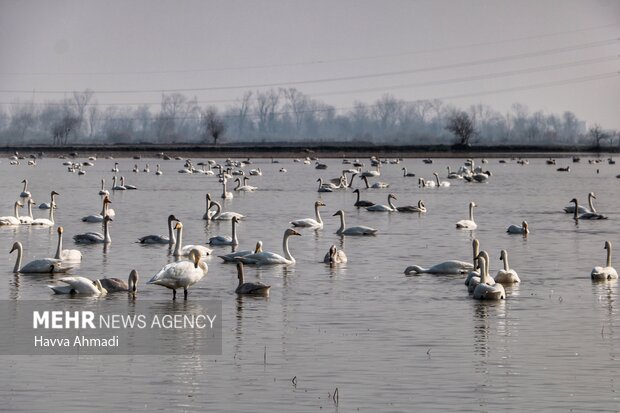 پرندگان مهاجر روی شانههای لرستان/ حیات در تالابها جاری میشود