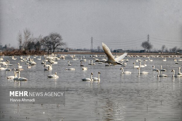 پرندگان مهاجر روی شانههای لرستان/ حیات در تالابها جاری میشود