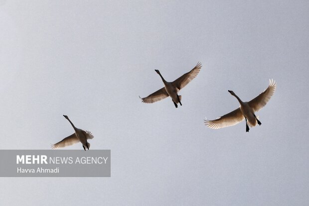 «شکار» سرنوشت شوم پرندگان مهاجر؛ وقتی گیلان مهماننوازی نمیکند «شکار» سرنوشت شوم پرندگان مهاجر؛ وقتی گیلان مهماننوازی نمیکند