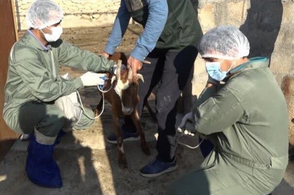 خدمات رایگان دامپزشکی به روستاییان و عشایر بوشهر ارائه میشود