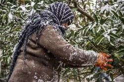 سرما ۸۲۷ میلیارد تومان به بخش کشاورزی خراسان شمالی خسارت زد