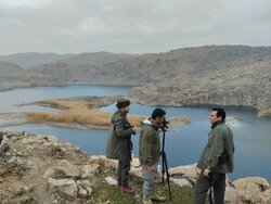 سرشماری پرندگان آبزی و کنار آبزی تالاب‌های لرستان انجام شد