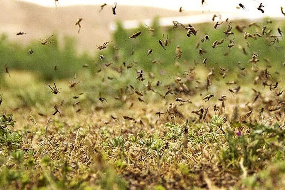تاخ و تاز ملخ ها در مزارع لوداب/ احتمال بروز بحران وجود دارد - خبرگزاری ...