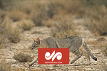 VIDEO: Wildcat spotted in Iran's Shahrud