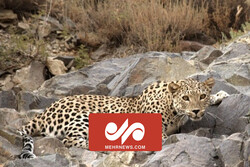 VIDEO: Leopard in Iran's Mazandaran protected area