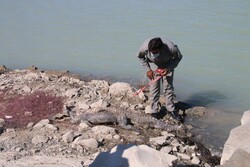 کشف لاشه یک تمساح در نزدیکی سد پیشین شهرستان راسک