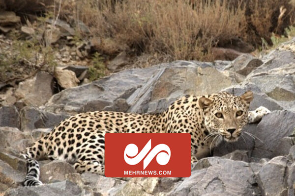 VIDEO: Leopard in Iran's Mazandaran protected area