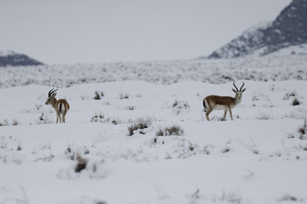 نابودی حیات وحش و منابع طبیعی کشور قابل جبران نیست
