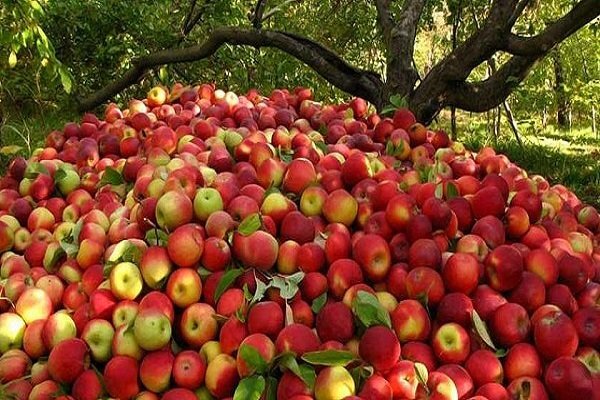 تولید سالانه ۱۴۰ هزار تن سیب در همدان 