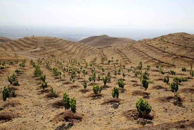ايران تحطيم الرقم القياسي العالمي في زرع الأشجار