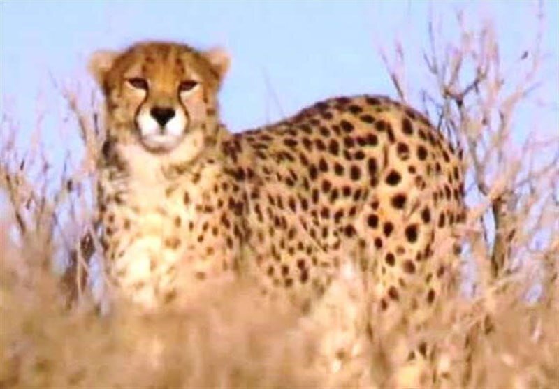 Female Asian cheetah spotted in Iran's Touran Wildlife Refuge - TrendRadars