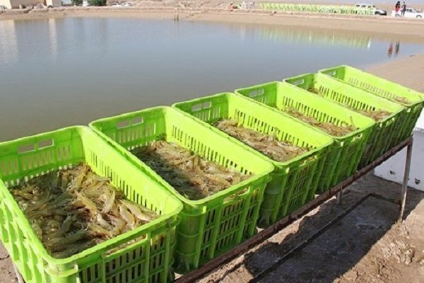 ظرفیت پرورش آبزیان در استان بوشهر به ۱۲۰ هزار تن میرسد