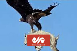 فیلم شکار حیرت انگیز بز کوهی توسط عقاب
