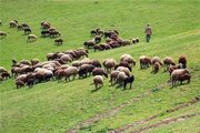 تمام مراتع کشور باید طرح مرتعداری داشته باشند