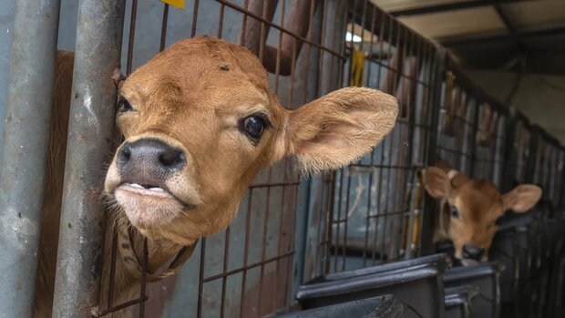 راهاندازی نخستین سکو فروش، قیمت گوشت قرمز را میشکند