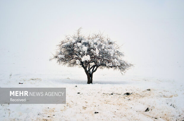 بارش برف بهاری در منطقه «اوریاد» ماهنشان 