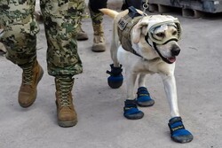 سگ‌های امدادگر مشهور مکزیک راهی ترکیه شدند+ عکس