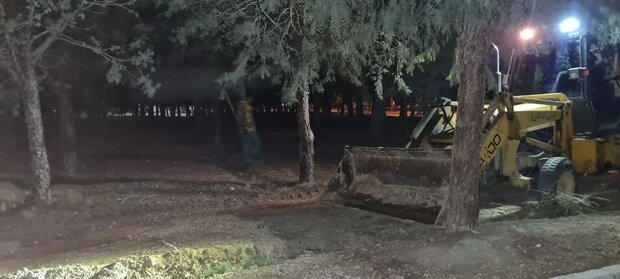 مرگ درختان باز هم در شاهرود/ ۲۵ درخت شبانه قطع شدند 