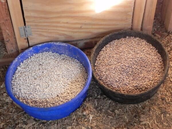 دامداری ها مقصد صدف کوهی گلستان/ ذخیره گاه خاورمیانه تاراج می شود