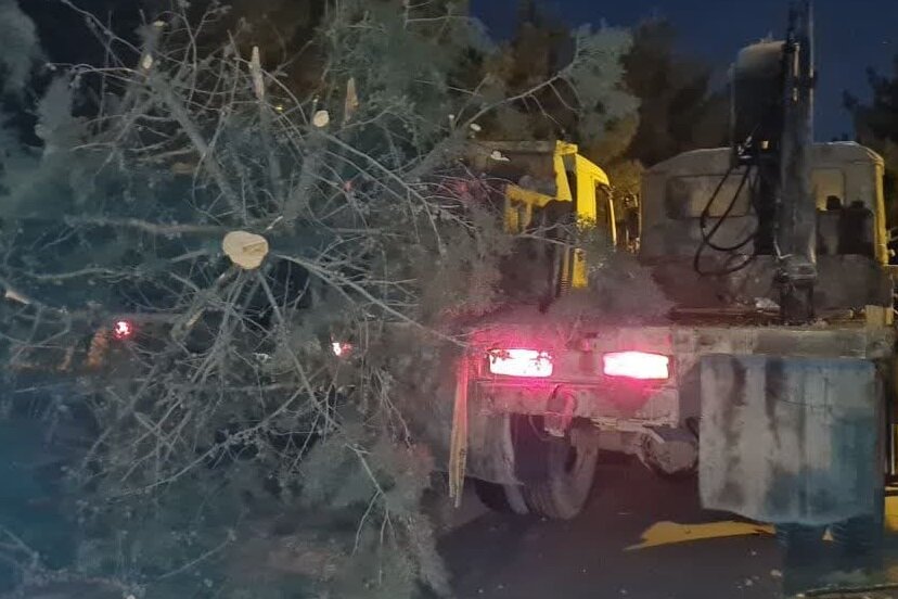 مرگ درختان باز هم در شاهرود/ ۲۵ درخت شبانه قطع شدند