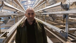 ظرفیت تولید گوشت مرغ در سیستان و بلوچستان به ۶۱ هزار تن رسید