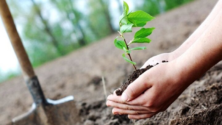 ضرورت توسعه کاشت درختان مثمر در اراضی شیبدار لرستان