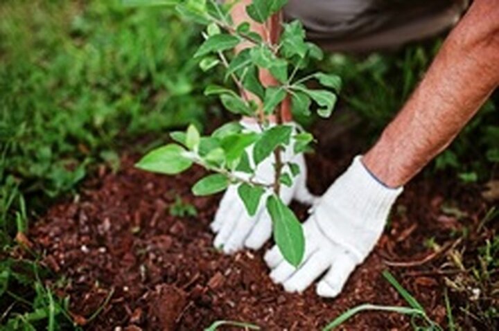 اساسنامه تشکیل بنیاد درختکاری تهیه شد