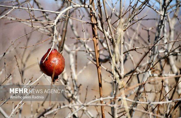 طبیعت زمستانی بیرجند