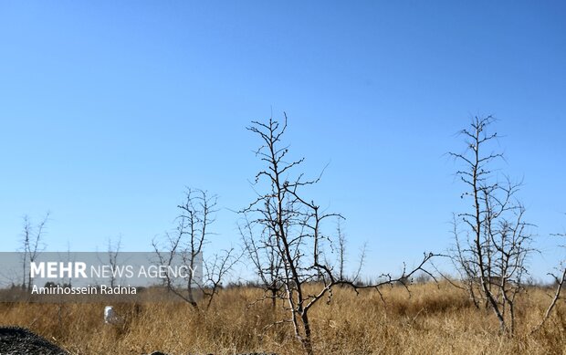 طبیعت زمستانی بیرجند