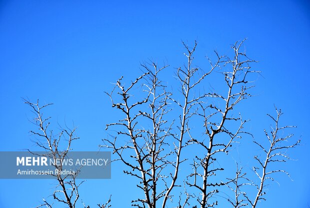 طبیعت زمستانی بیرجند