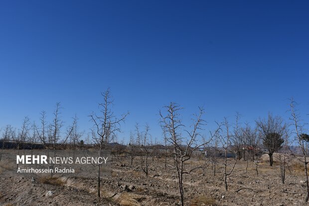 طبیعت زمستانی بیرجند