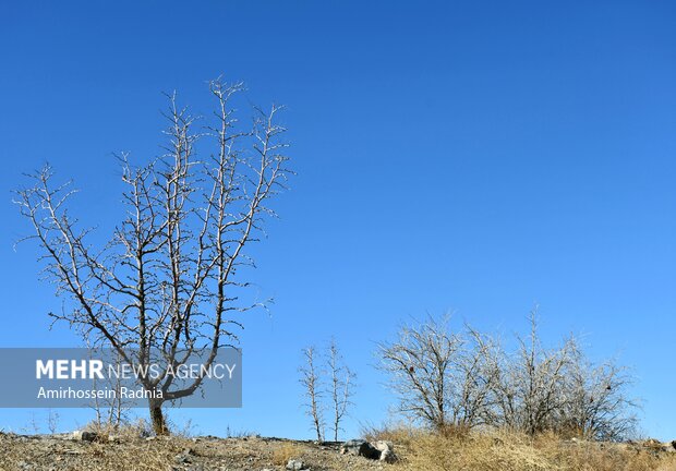 طبیعت زمستانی بیرجند