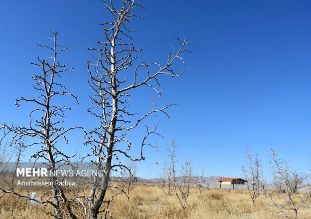 طبیعت زمستانی بیرجند