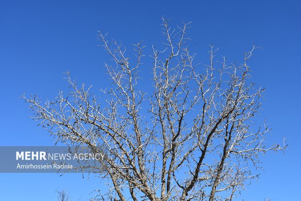 طبیعت زمستانی بیرجند