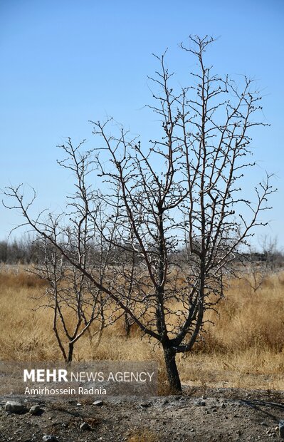 طبیعت زمستانی بیرجند