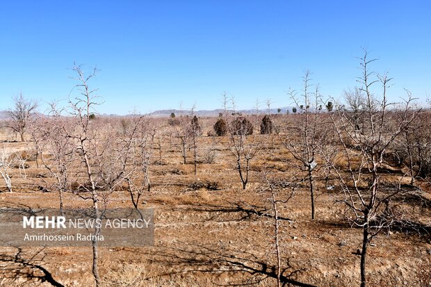 طبیعت زمستانی بیرجند