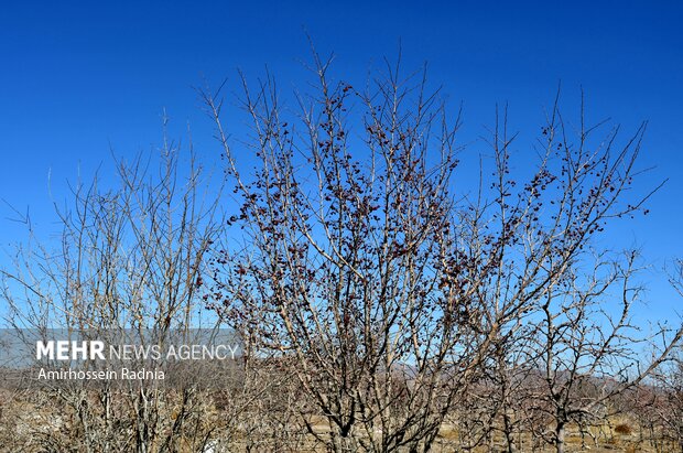 طبیعت زمستانی بیرجند