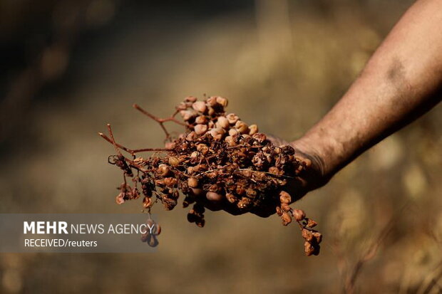 آتش‌سوزی‌ در جنگل‌های جنوب مرکزی شیلی، به صدها خانه آسیب زد و زیستگاه حیوانات جنگلی را نابود کرد