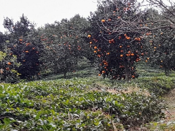 نگرانی باغداران رودسری از نابسامانی بازار مرکبات