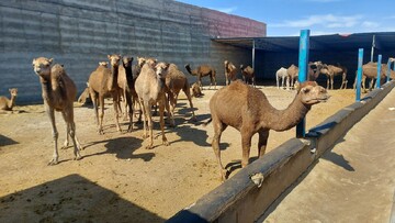 موفقیت فائو و ایران در تضمین آینده شتر دوکوهانه