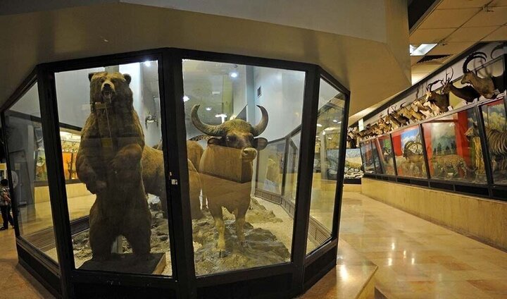 ‌ بازدید از موزه تاریخ طبیعی سیستان و بلوچستان رایگان است