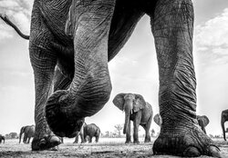 عکس‌های منتخب حیات وحش سایت آتلانتیک