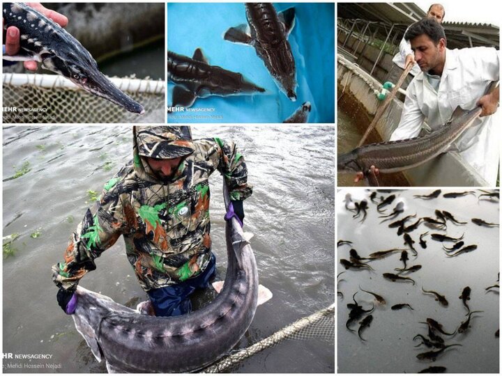 ممنوعیت صیدماهیان خاویاری منجر به توسعه مزارع پرورش این ماهیان شد