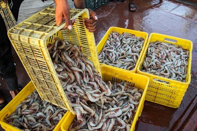 افزایش پلکانی تولید میگو در بوشهر/ظرفیت پرورش به ۴۴ هزارتن میرسد