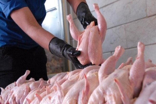 ۱.۵ تن مرغ غیرقابل مصرف در تنگستان معدوم شد